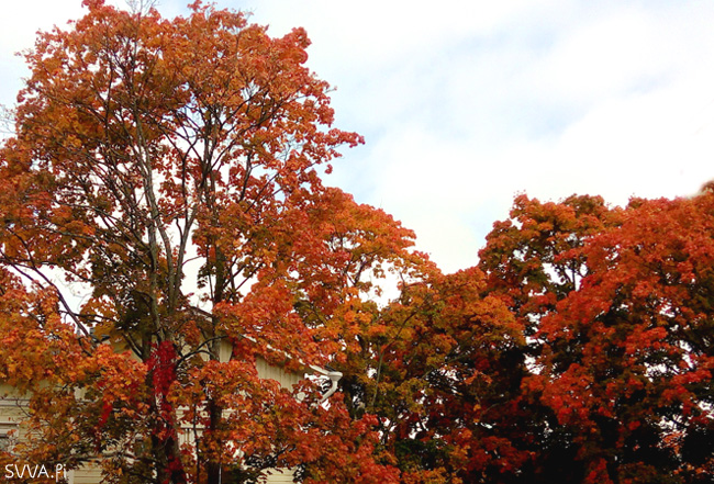 autumn-in-helsinki